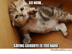 Kitten saying goodbye