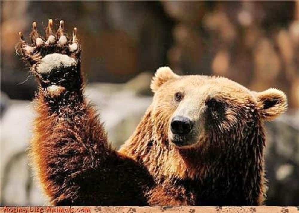 bear waving at your awesome historical optimization work. yes he is thanking you.